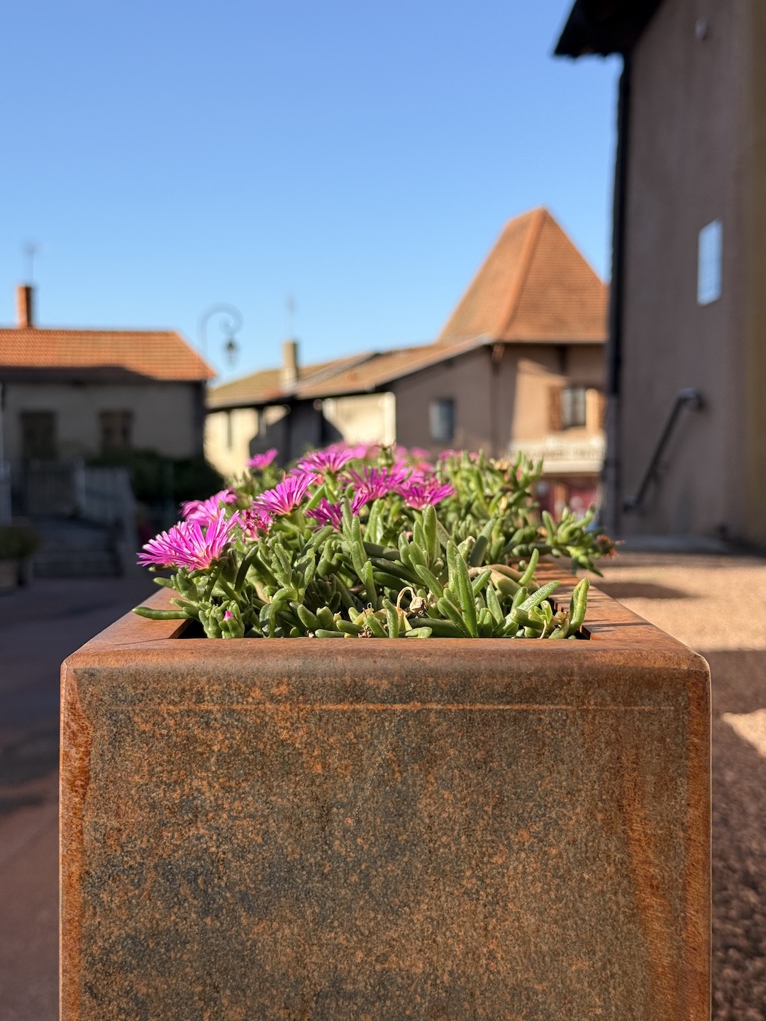 Jardinière en acier Corten personnalisée avec le nom du village d'Ambierle et du pourpier rose (vue de côté)